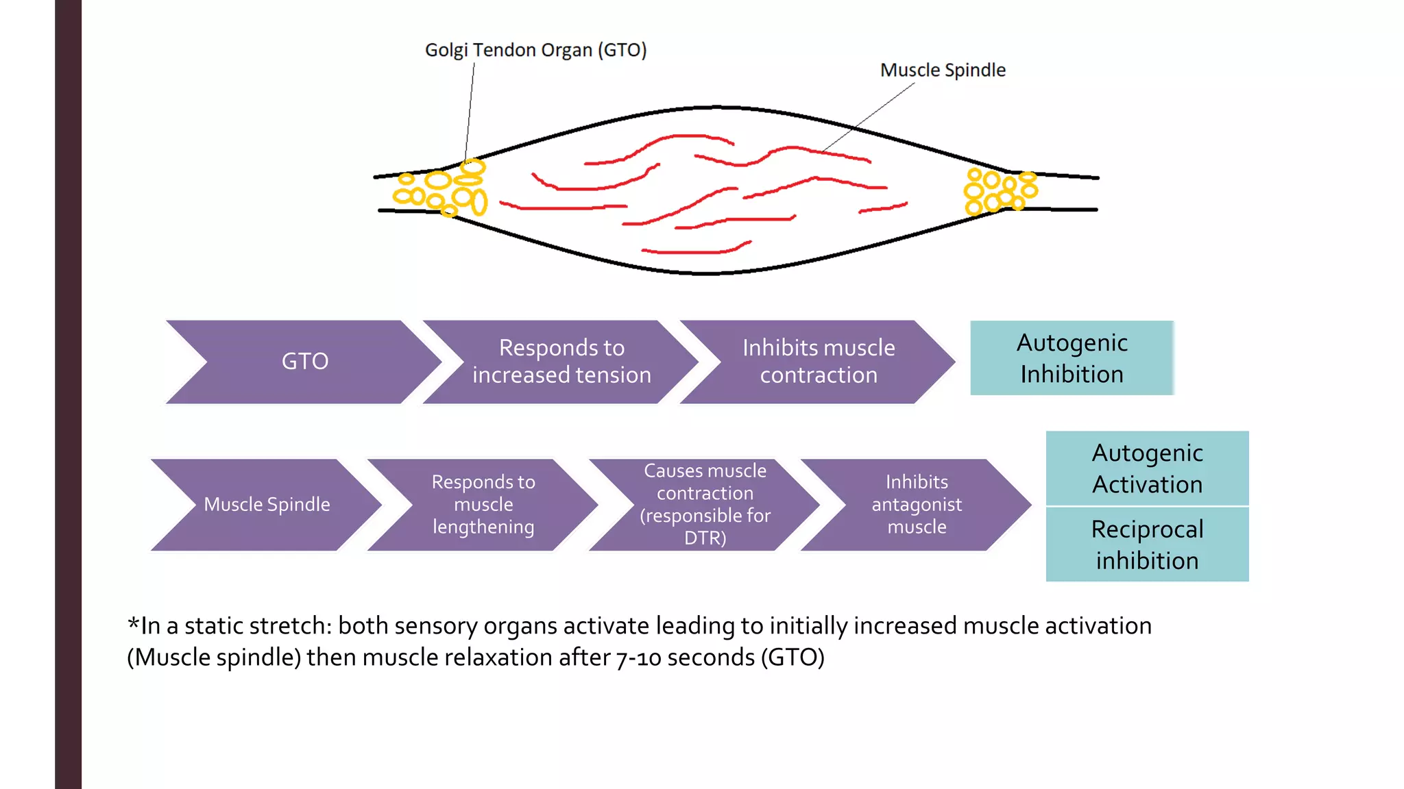 *In a static stretch: both sensory organs activate leading to initially increased muscle activation
(Muscle spindle) then muscle relaxation after 7-10 seconds (GTO)
GTO
Responds to
increased tension
Inhibits muscle
contraction
Muscle Spindle
Responds to
muscle
lengthening
Causes muscle
contraction
(responsible for
DTR)
Inhibits
antagonist
muscle
Autogenic
Inhibition
Autogenic
Activation
Reciprocal
inhibition
 