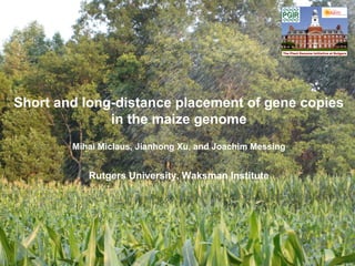 Short and long-distance placement of gene copies
in the maize genome
Mihai Miclaus, Jianhong Xu, and Joachim Messing
Rutgers University, Waksman Institute
 