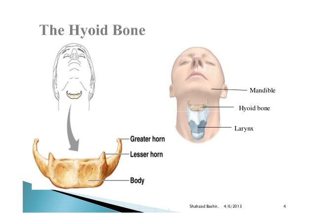 Final vertebral column 2.