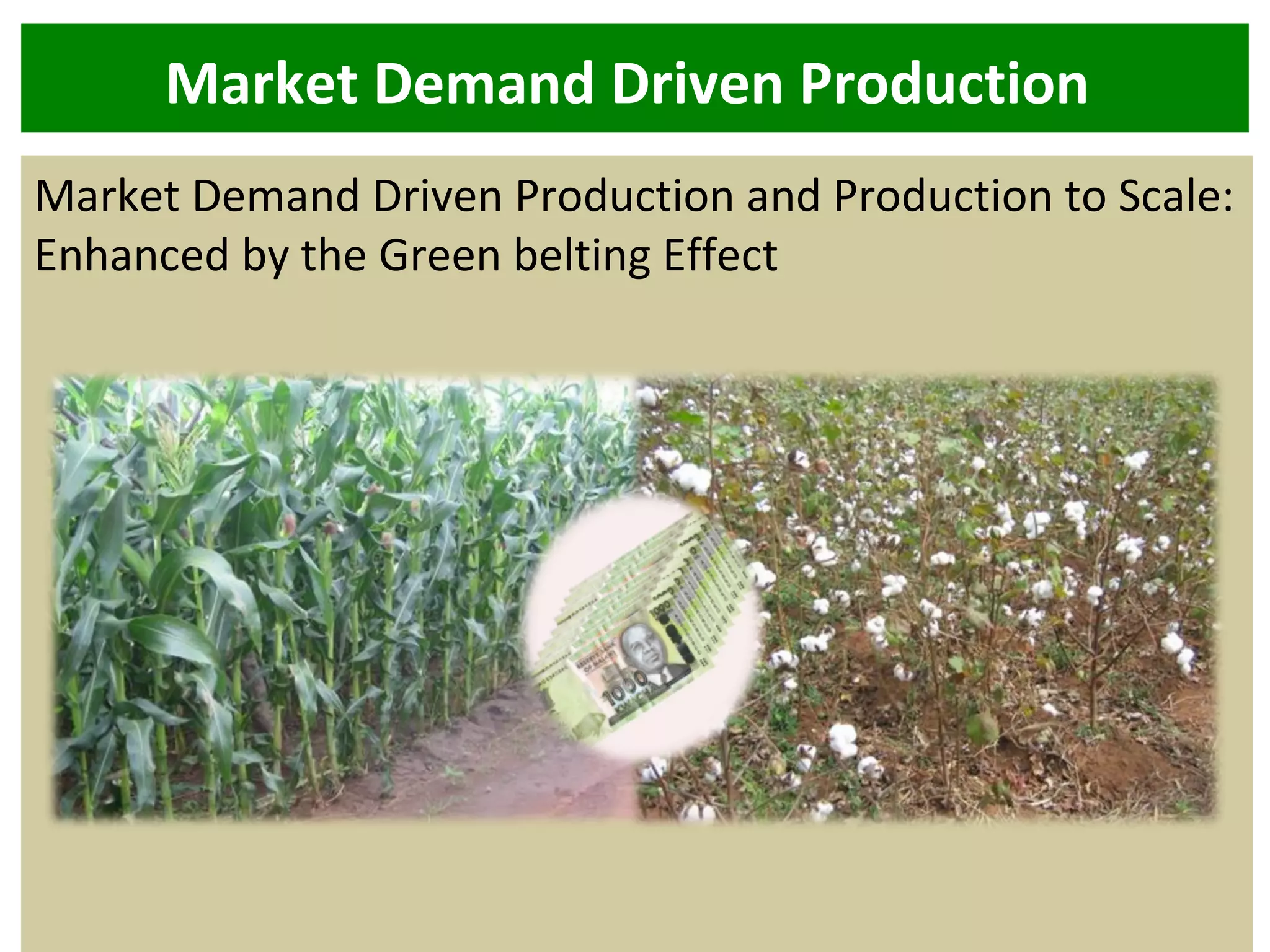 Market Demand Driven Production
Market Demand Driven Production and Production to Scale:
Enhanced by the Green belting Effect
 