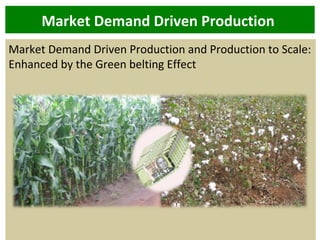 Market Demand Driven Production
Market Demand Driven Production and Production to Scale:
Enhanced by the Green belting Eff...