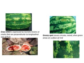 Cross stitch is expressed as necrotic lesions or
cracks that are perpendicular to longitudinal
axis of fruit.
Greasy spot causes circular, raised, olive-green
areas on surface of rind
 