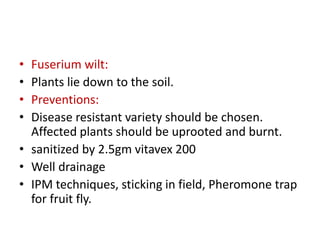 • Fuserium wilt:
• Plants lie down to the soil.
• Preventions:
• Disease resistant variety should be chosen.
Affected plants should be uprooted and burnt.
• sanitized by 2.5gm vitavex 200
• Well drainage
• IPM techniques, sticking in field, Pheromone trap
for fruit fly.
 