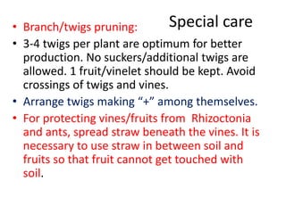 • Branch/twigs pruning:
• 3-4 twigs per plant are optimum for better
production. No suckers/additional twigs are
allowed. 1 fruit/vinelet should be kept. Avoid
crossings of twigs and vines.
• Arrange twigs making “+” among themselves.
• For protecting vines/fruits from Rhizoctonia
and ants, spread straw beneath the vines. It is
necessary to use straw in between soil and
fruits so that fruit cannot get touched with
soil.
Special care
 