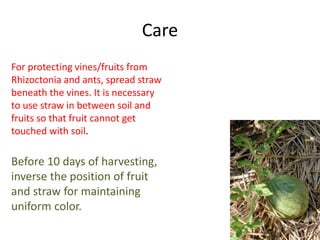 Care
For protecting vines/fruits from
Rhizoctonia and ants, spread straw
beneath the vines. It is necessary
to use straw in between soil and
fruits so that fruit cannot get
touched with soil.
Before 10 days of harvesting,
inverse the position of fruit
and straw for maintaining
uniform color.
 