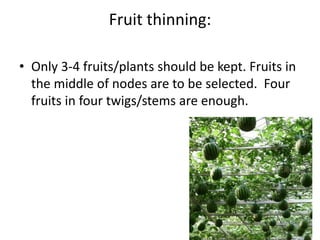 Fruit thinning:
• Only 3-4 fruits/plants should be kept. Fruits in
the middle of nodes are to be selected. Four
fruits in four twigs/stems are enough.
 