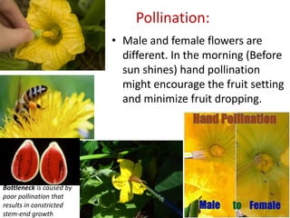 Pollination:
• Male and female flowers are
different. In the morning (Before
sun shines) hand pollination
might encourage the fruit setting
and minimize fruit dropping.
Bottleneck is caused by
poor pollination that
results in constricted
stem-end growth
 