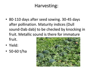 Harvesting:
• 80-110 days after seed sowing. 30-45 days
after pollination. Maturity indices (Dull
sound-Dab dab) to be checked by knocking in
fruit. Metallic sound is there for immature
fruit.
• Yield:
• 50-60 t/ha
 