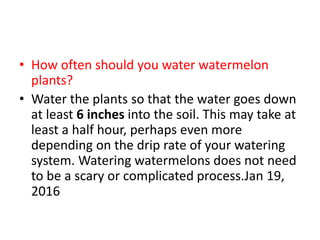 • How often should you water watermelon
plants?
• Water the plants so that the water goes down
at least 6 inches into the soil. This may take at
least a half hour, perhaps even more
depending on the drip rate of your watering
system. Watering watermelons does not need
to be a scary or complicated process.Jan 19,
2016
 