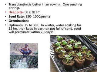• Transplanting is better than sowing. One seedling
per hip.
• Heap size- 50 x 30 cm
• Seed Rate: 850- 1000gm/ha
• Germination:
• Optimum, 25 to 30 C. In winter, water soaking for
12 hrs then keep in earthen pot full of sand, seed
will germinate within 2-3dayss.
 