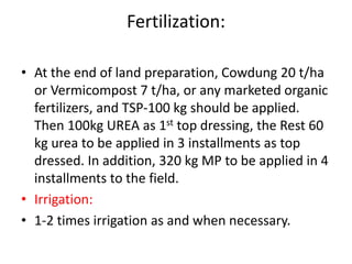 Fertilization:
• At the end of land preparation, Cowdung 20 t/ha
or Vermicompost 7 t/ha, or any marketed organic
fertilizers, and TSP-100 kg should be applied.
Then 100kg UREA as 1st top dressing, the Rest 60
kg urea to be applied in 3 installments as top
dressed. In addition, 320 kg MP to be applied in 4
installments to the field.
• Irrigation:
• 1-2 times irrigation as and when necessary.
 