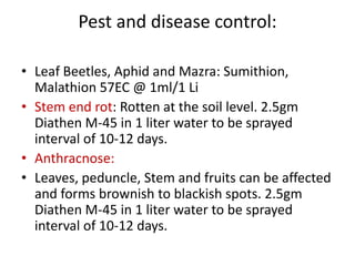 Pest and disease control:
• Leaf Beetles, Aphid and Mazra: Sumithion,
Malathion 57EC @ 1ml/1 Li
• Stem end rot: Rotten at the soil level. 2.5gm
Diathen M-45 in 1 liter water to be sprayed
interval of 10-12 days.
• Anthracnose:
• Leaves, peduncle, Stem and fruits can be affected
and forms brownish to blackish spots. 2.5gm
Diathen M-45 in 1 liter water to be sprayed
interval of 10-12 days.
 