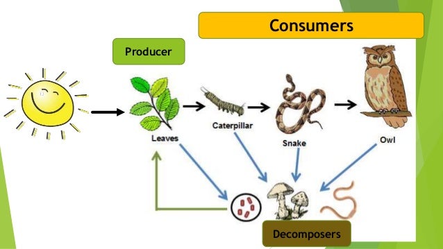 FINAL presentation on how do living things interact Biology Diagrams
