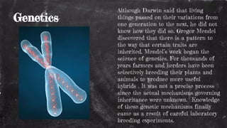 Genetics
Although Darwin said that living
things passed on their variations from
one generation to the next, he did not
know how they did so. Gregor Mendel
discovered that there is a pattern to
the way that certain traits are
inherited. Mendel’s work began the
science of genetics. For thousands of
years farmers and herders have been
selectively breeding their plants and
animals to produce more useful
hybrids . It was not a precise process
since the actual mechanisms governing
inheritance were unknown. Knowledge
of these genetic mechanisms finally
came as a result of careful laboratory
breeding experiments.
 