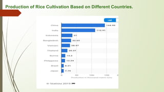 Production of Rice Cultivation Based on Different Countries.
 
