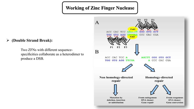 Zinc Finger Nuclease. | PPTX | Chemistry | Science