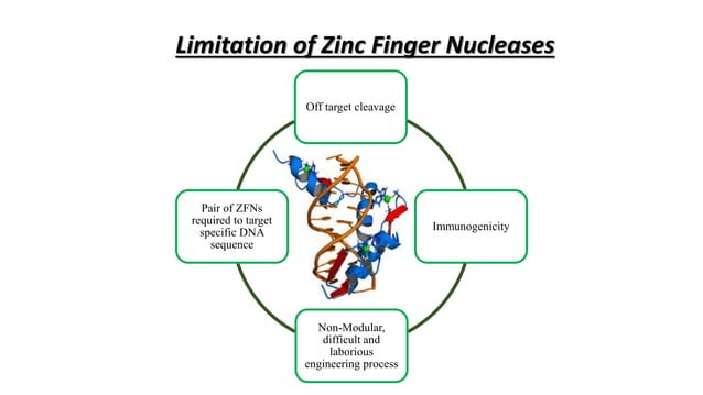 Zinc Finger Nuclease. | PPTX | Chemistry | Science