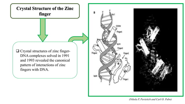Zinc Finger Nuclease. | PPTX | Chemistry | Science