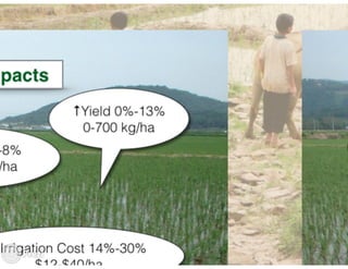 Financing low emissions agriculture: Building the business case for alternate wetting and drying in irrigated rice