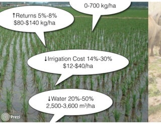 Financing low emissions agriculture: Building the business case for alternate wetting and drying in irrigated rice