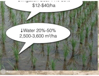 Financing low emissions agriculture: Building the business case for alternate wetting and drying in irrigated rice
