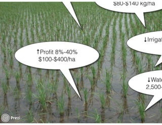 Financing low emissions agriculture: Building the business case for alternate wetting and drying in irrigated rice