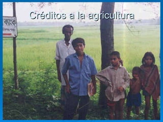 Créditos a la agricultura 