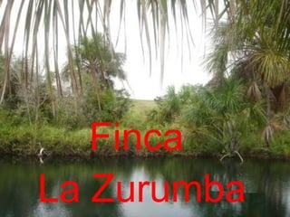 Finca  La Zurumba 