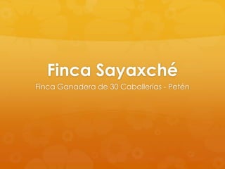 Finca Sayaxché
Finca Ganadera de 30 Caballerías - Petén

 