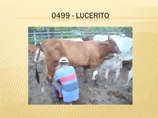 0499 - LUCERITO