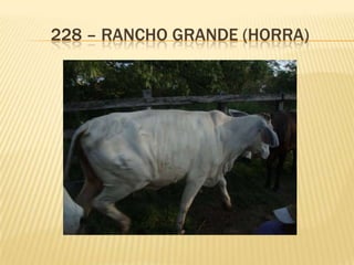 228 – RANCHO GRANDE (HORRA)