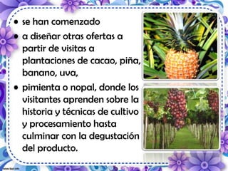 • se han comenzado
• a diseñar otras ofertas a
partir de visitas a
plantaciones de cacao, piña,
banano, uva,
• pimienta o nopal, donde los
visitantes aprenden sobre la
historia y técnicas de cultivo
y procesamiento hasta
culminar con la degustación
del producto.
 