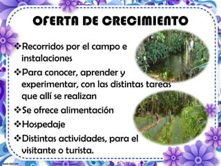 OFERTA DE CRECIMIENTO
Recorridos por el campo e
instalaciones
Para conocer, aprender y
experimentar, con las distintas tareas
que allí se realizan
Se ofrece alimentación
Hospedaje
Distintas actividades, para el
visitante o turista.
 