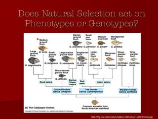 Does Natural Selection act on Phenotypes or Genotypes? http://fig.cox.miami.edu/cmallery/150/unity/c1x17b-finches.jpg 