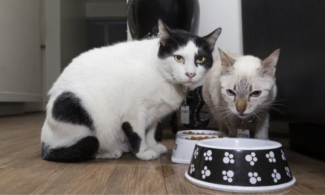Find Out How To Choose Among The Best Automatic Cat Feeders