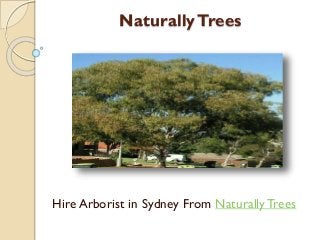 NaturallyTrees
Hire Arborist in Sydney From NaturallyTrees
 