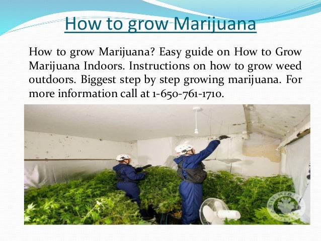 How To Find A Dealer >> Find A Pot Dealer Near You How To Find A Dealer >> Find A Pot Dealer Near You