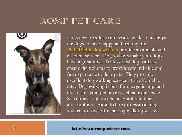Best Dog Walkers Philadelphia Best Dog Walkers Philadelphia