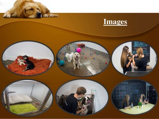 Dog Day Care In Edmond Ok Dog Day Care In Edmond Ok