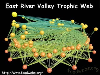 East River Valley Trophic Web   http://www.foodwebs.org/ 
