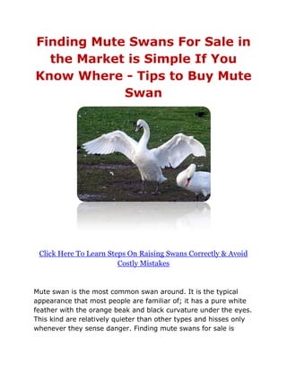 Finding Mute Swans For Sale in
  the Market is Simple If You
Know Where - Tips to Buy Mute
            Swan




 Click Here To Learn Steps On Raising Swans Correctly & Avoid
                        Costly Mistakes


Mute swan is the most common swan around. It is the typical
appearance that most people are familiar of; it has a pure white
feather with the orange beak and black curvature under the eyes.
This kind are relatively quieter than other types and hisses only
whenever they sense danger. Finding mute swans for sale is
 