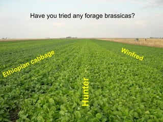 Have you tried any forage brassicas?




                 Hunter
 
