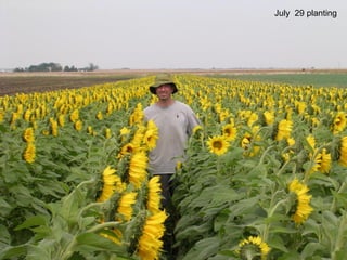 July 29 planting
 