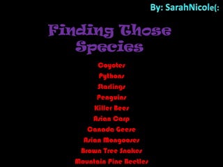 By: SarahNicole(: Finding Those Species Coyotes Pythons Starlings Penguins Killer Bees Asian Carp Canada Geese Asian Mongooses Brown Tree Snakes Mountain Pine Beetles 