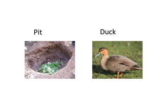 Pit Duck
 
