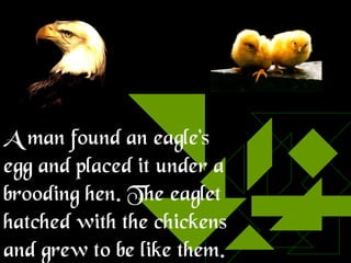 A man found an eagle’s egg and placed it under a brooding hen. The eaglet hatched with the chickens and grew to be like them. 