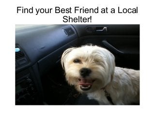 Find your Best Friend at a Local
Shelter!
 