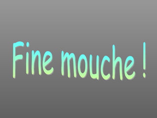 Fine mouche ! 