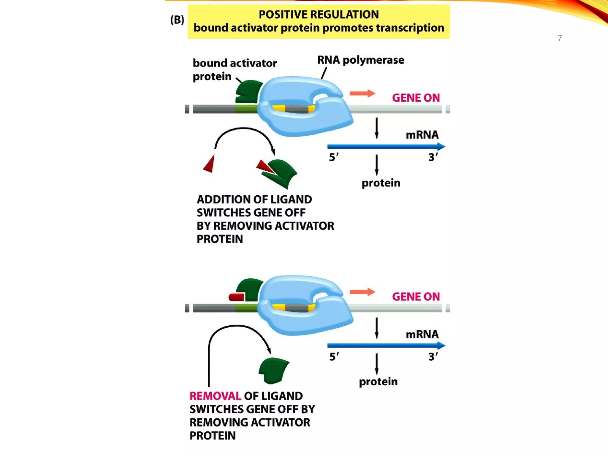 Fine regulation in bacteria eg lac operon | PPT