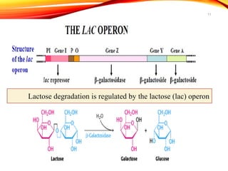 Fine regulation in bacteria eg lac operon | PPT
